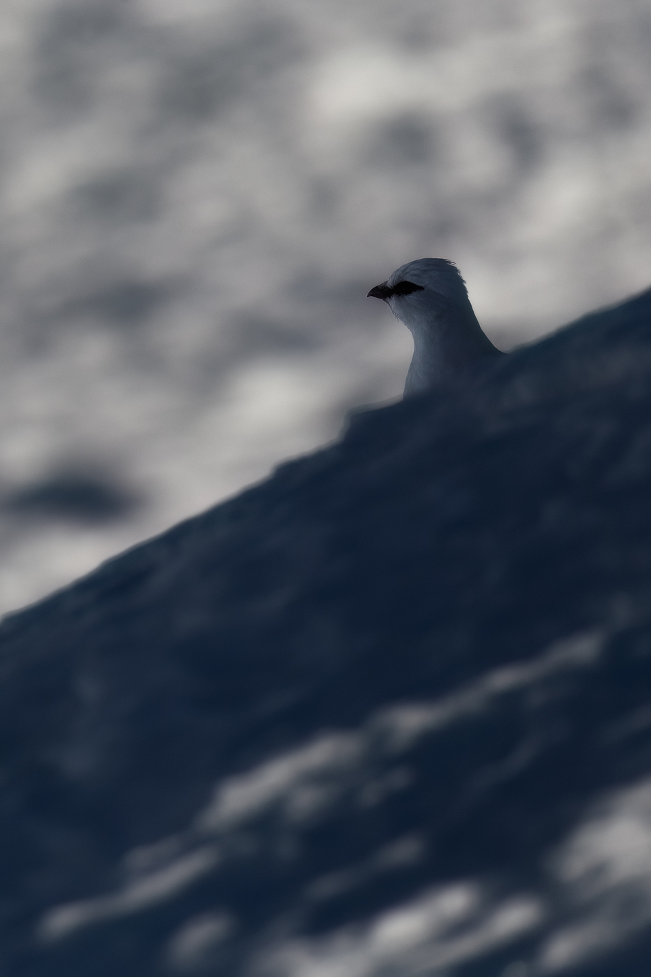 L’albedo della neve rivela la sagoma inconfondibile di una pernice bianca (Lagopus muta) nascosta nell’ombra. Parco Naturale Tre Cime, Dolomiti di Sesto, Italia.