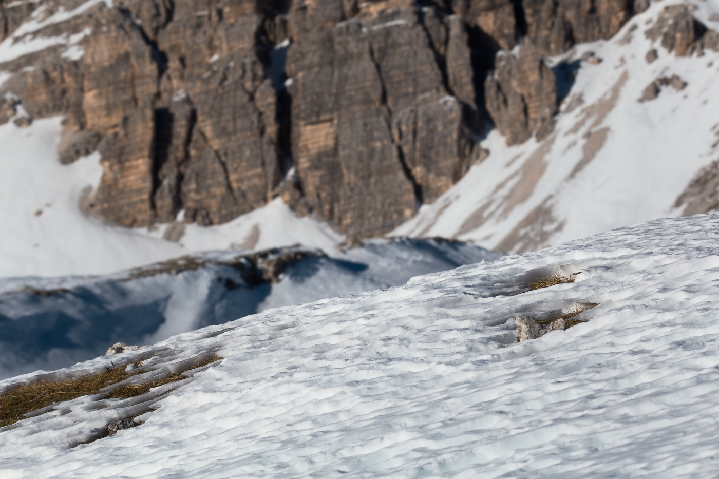 L’obiettivo è trovare la pernice bianca (Lagopus muta). Parco Naturale Tre Cime, Dolomiti di Sesto, Italia.