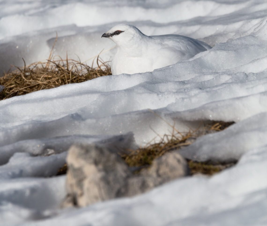 Il mimetismo della pernice bianca (Lagopus muta). Parco Naturale Tre Cime, Dolomiti di Sesto, Italia.