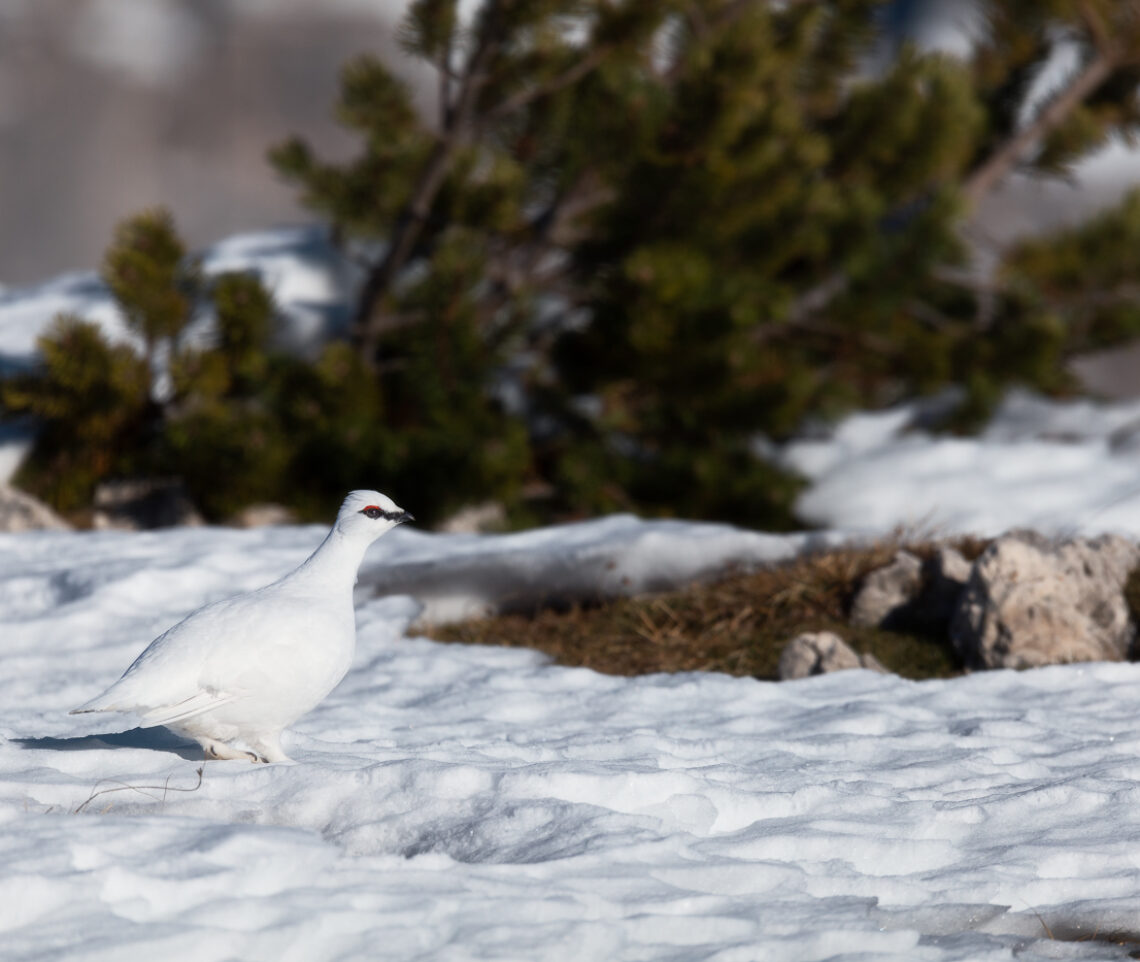 Pernice bianca (Lagopus muta) ormai scoperta si allontana lentamente. Parco Naturale Tre Cime, Dolomiti di Sesto, Italia.