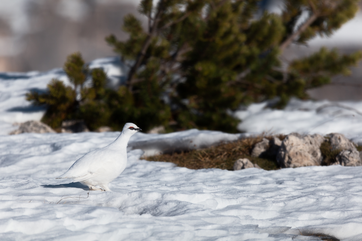 Pernice bianca (Lagopus muta) ormai scoperta si allontana lentamente. Parco Naturale Tre Cime, Dolomiti di Sesto, Italia.
