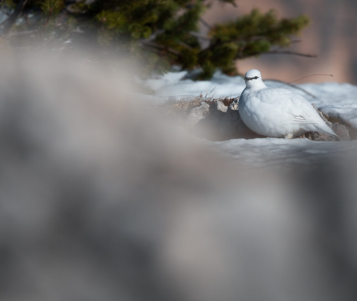 Soffice, graziosa, invisibile. La pernice bianca (Lagopus muta) in veste invernale. Parco Naturale Tre Cime, Dolomiti di Sesto, Italia.