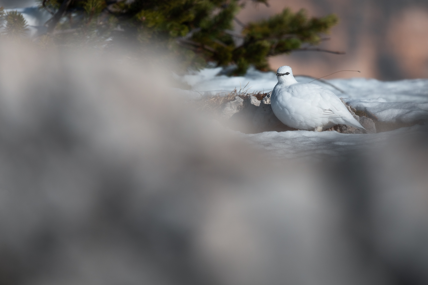 Soffice, graziosa, invisibile. La pernice bianca (Lagopus muta) in veste invernale. Parco Naturale Tre Cime, Dolomiti di Sesto, Italia.
