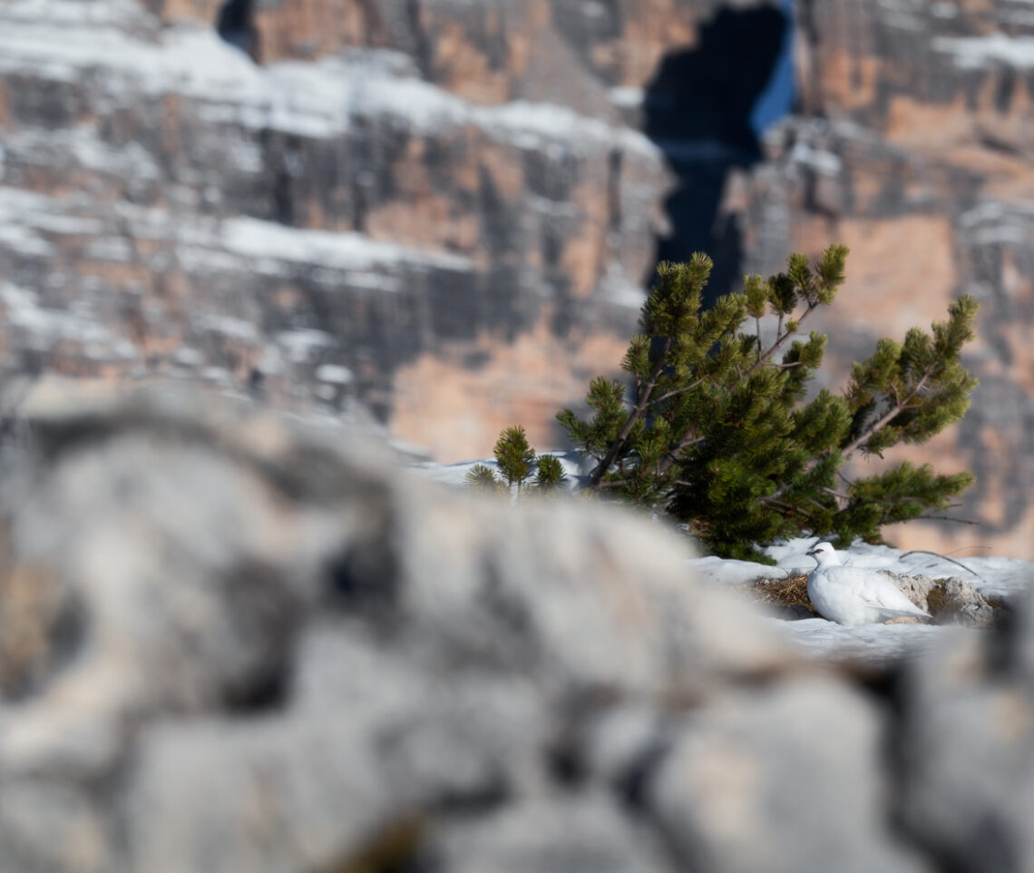 Parte immobile del paesaggio. Pernice bianca (Lagopus muta). Parco Naturale Tre Cime, Dolomiti di Sesto, Italia.