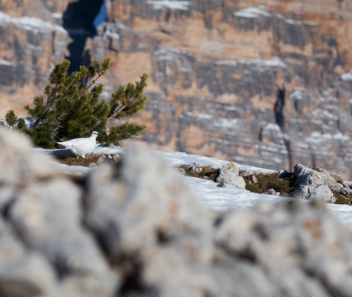 Fra le vivide rocce dei massicci dolomitici prende la scena una candida pernice bianca (Lagopus muta). Parco Naturale Tre Cime, Dolomiti di Sesto, Italia.