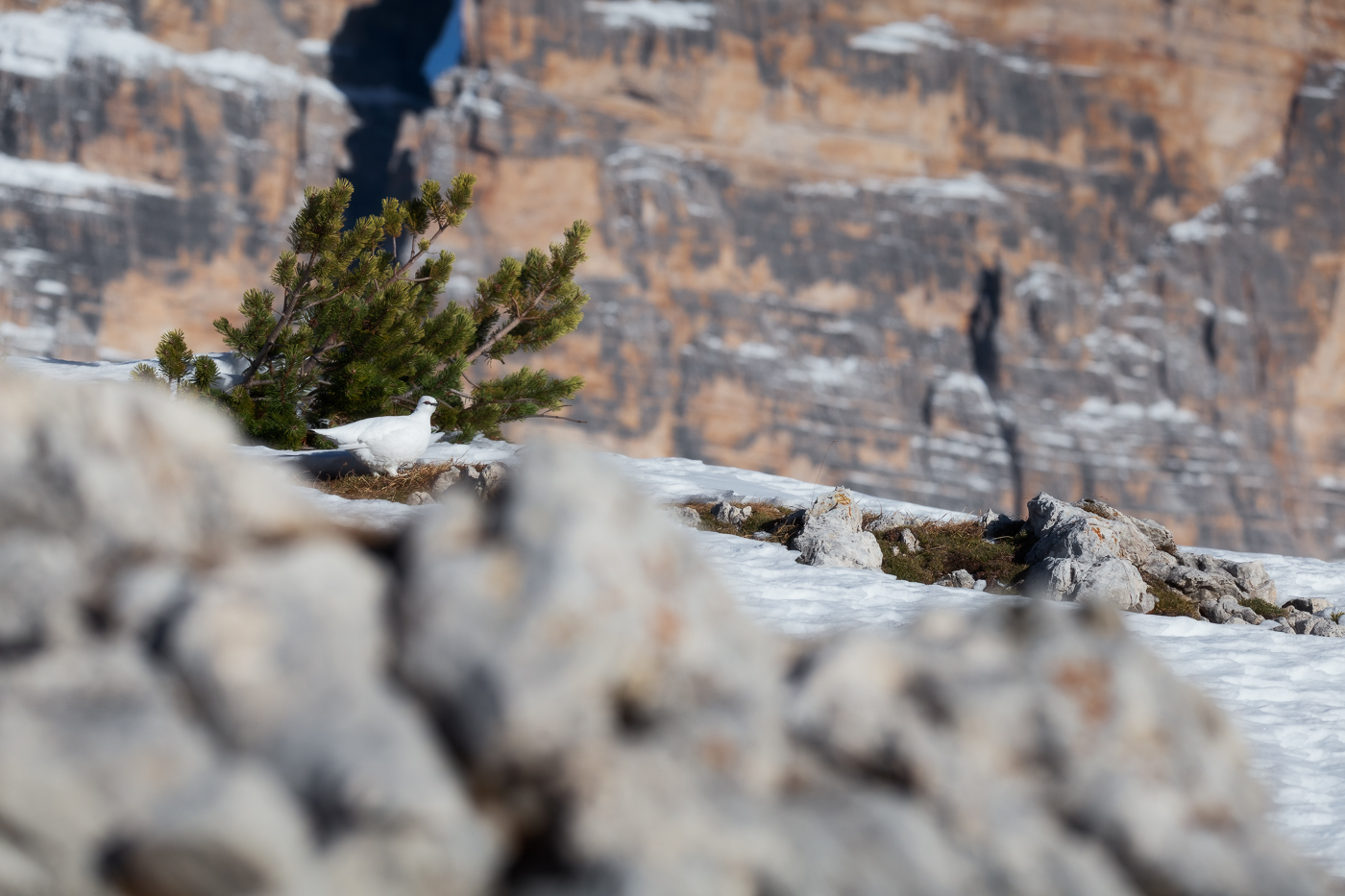Fra le vivide rocce dei massicci dolomitici prende la scena una candida pernice bianca (Lagopus muta). Parco Naturale Tre Cime, Dolomiti di Sesto, Italia.