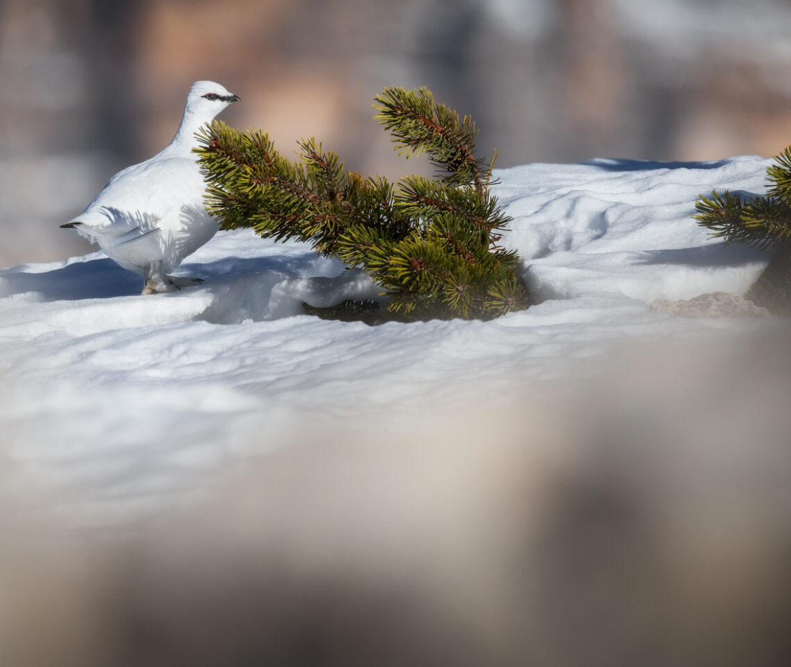 Pernice bianca (Lagopus muta) in passerella nel suo abito invernale. Parco Naturale Tre Cime, Dolomiti di Sesto, Italia.