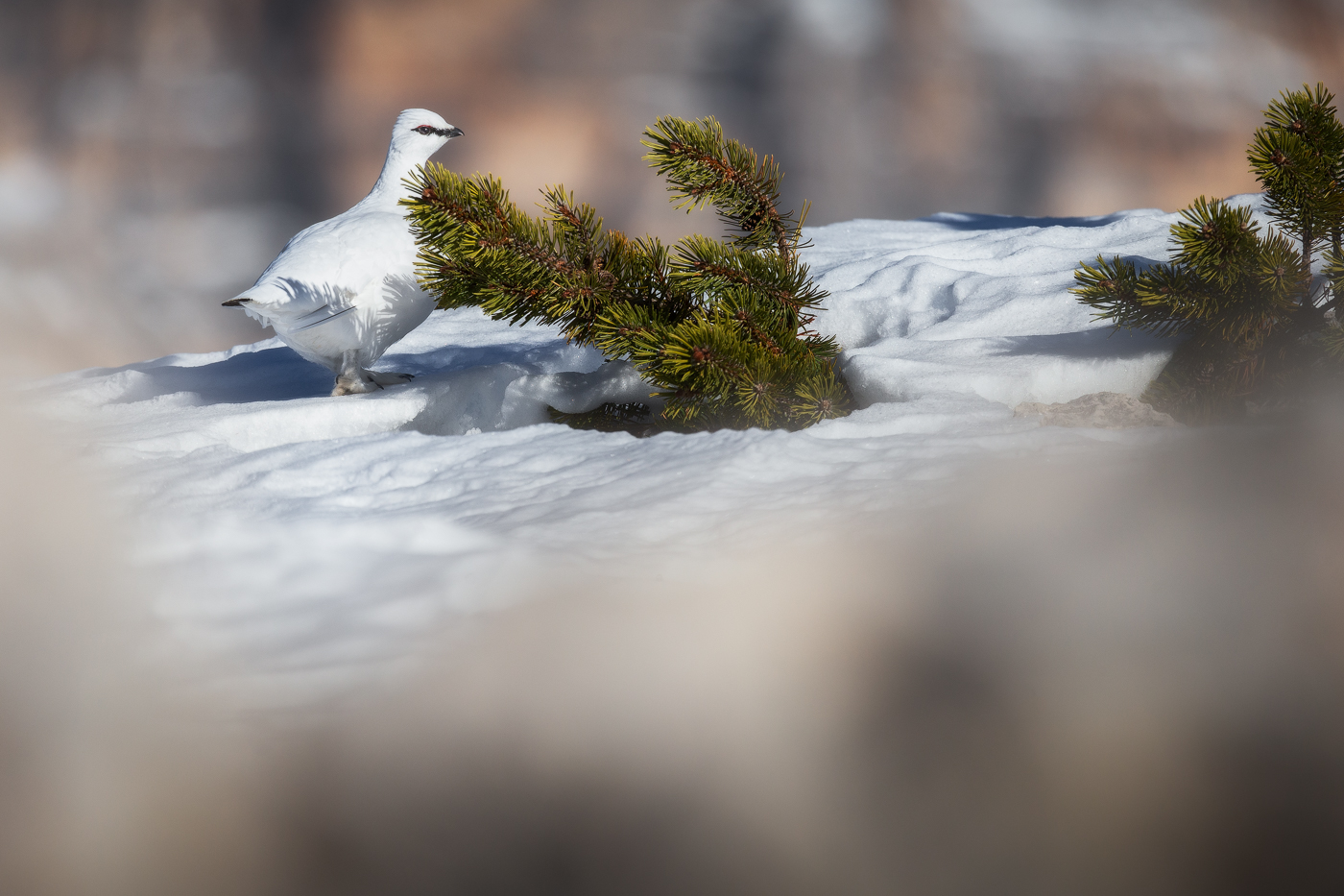 Pernice bianca (Lagopus muta) in passerella nel suo abito invernale. Parco Naturale Tre Cime, Dolomiti di Sesto, Italia.