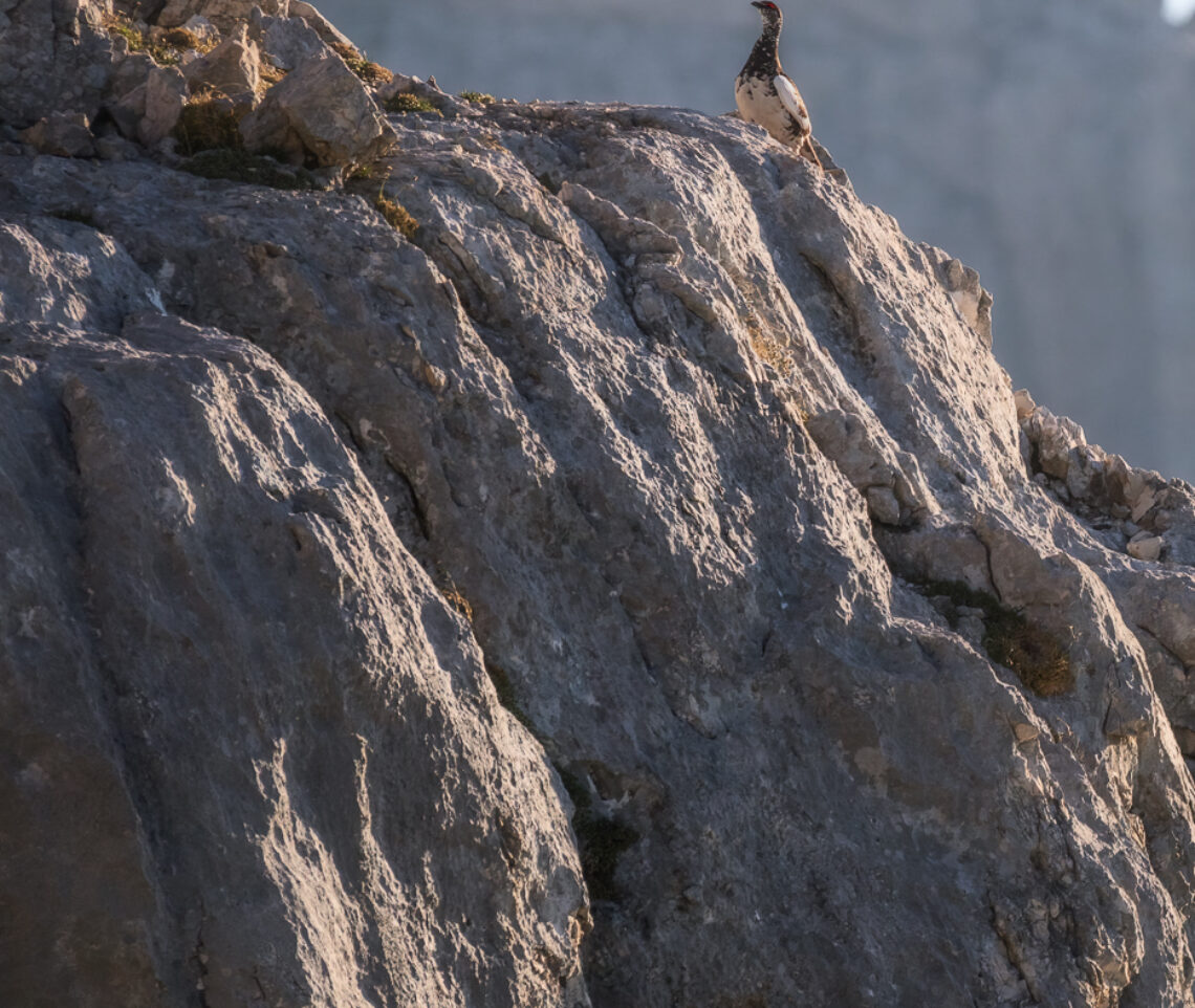 Pernice bianca maschio (Lagopus muta) nel periodo della riproduzione. Alpi Giulie, Italia.