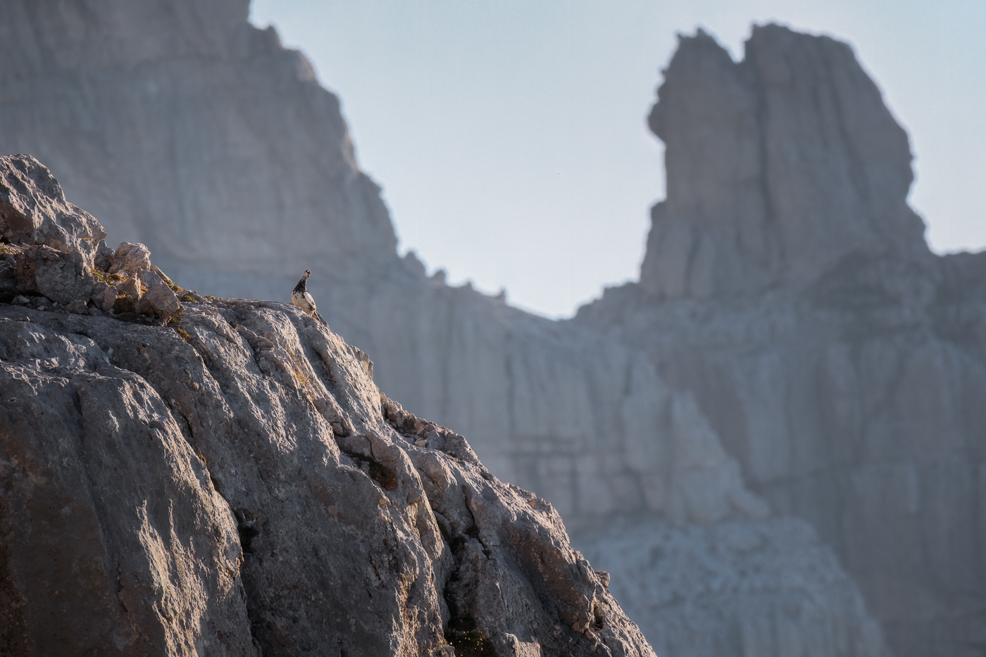 Fra le guglie rocciose delle Alpi Giulie, svetta fiero un maschio di pernice bianca (Lagopus muta) in veste estiva. Alpi Giulie, Italia.