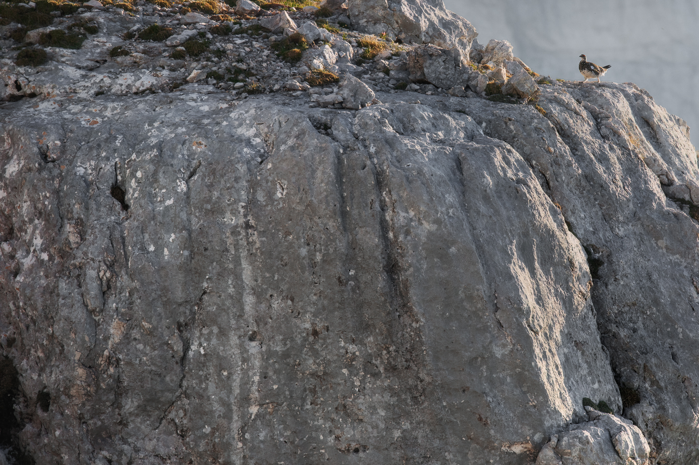 In abito estivo, un maschio di pernice bianca (Lagopus muta) rivendica il suo territorio d’alta quota. Alpi Giulie, Italia.