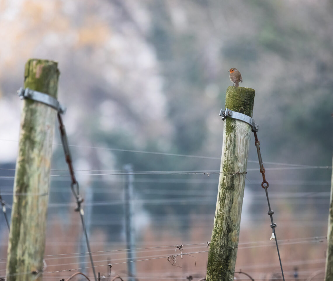 Un pettirosso (Erithacus rubecula) non mi perde di vista nemmeno per un istante. Pianura pordenonese, Italia.