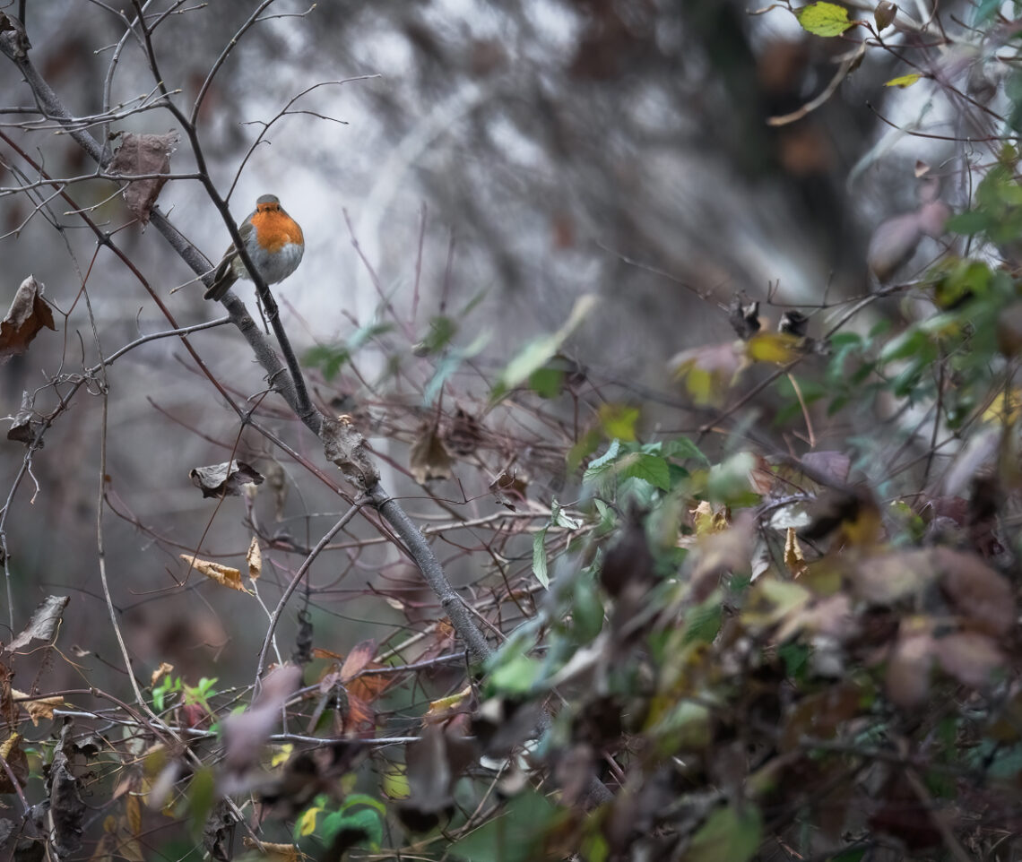 Il fascino del pettirosso (Erithacus rubecula) fra gli arbusti dei Magredi del Cellina, Italia.