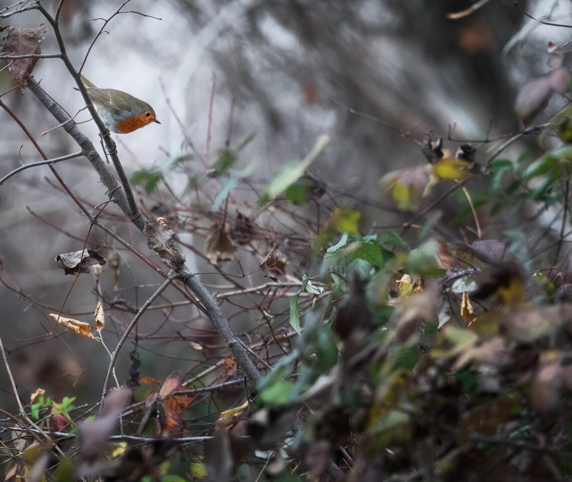 Pettirosso (Erithacus rubecula) pronto al decollo nei Magredi del Cellina, Italia.