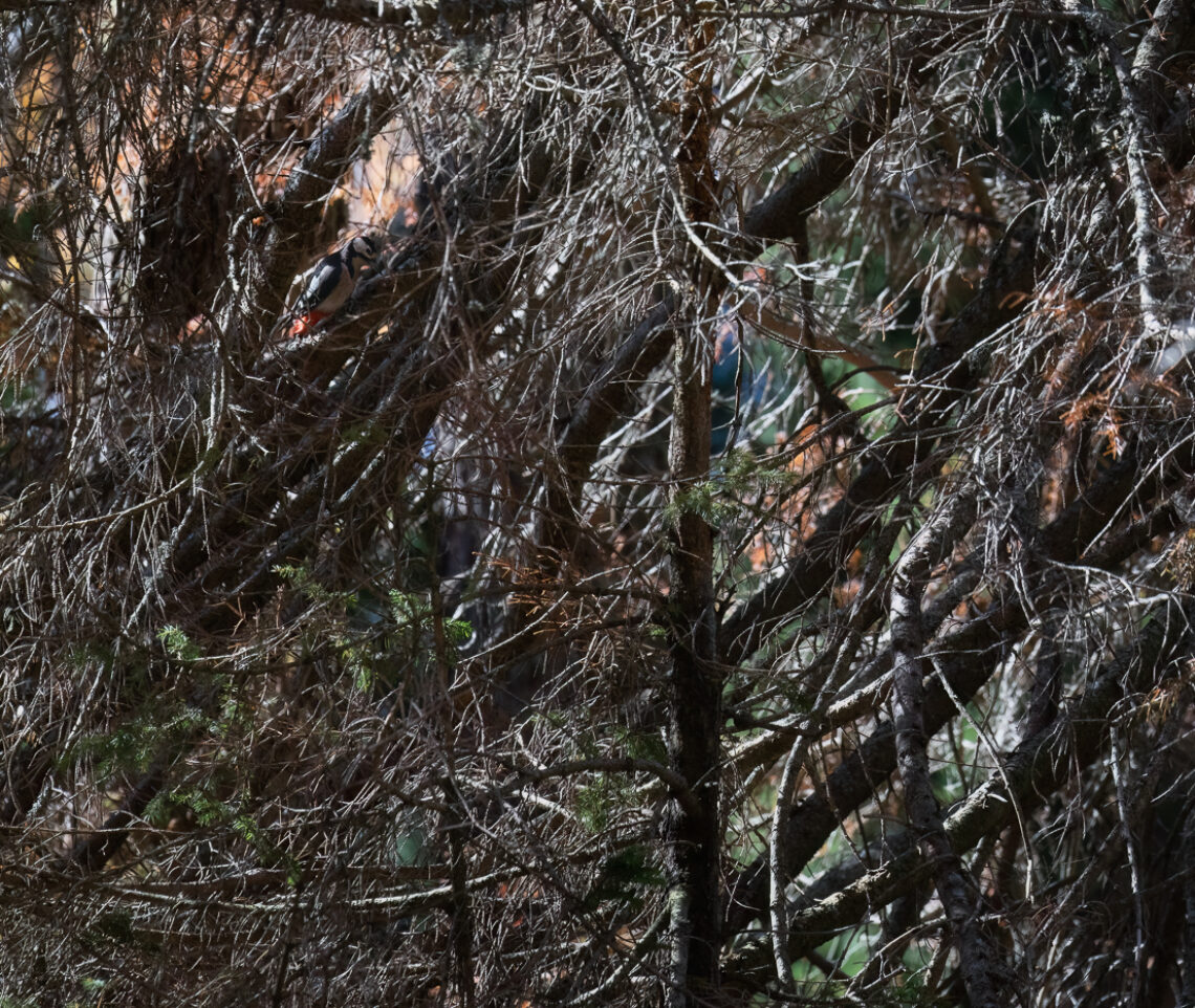 Picchio rosso maggiore (Dendrocopos major) al lavoro, quasi invisibile, nel suo habitat naturale alpino. Alpi Carniche, Italia.