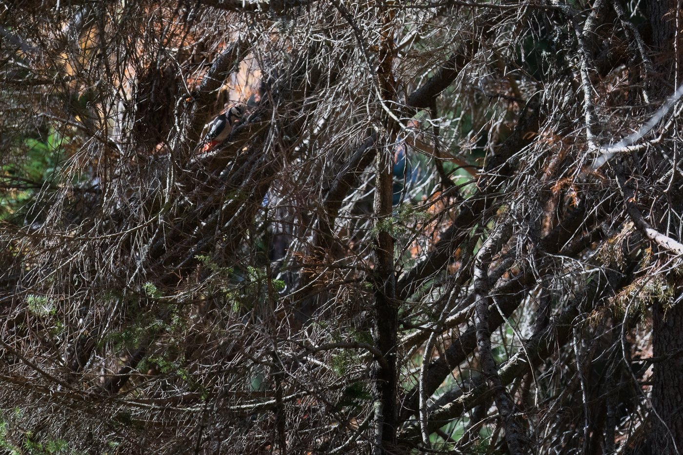 Picchio rosso maggiore (Dendrocopos major) al lavoro, quasi invisibile, nel suo habitat naturale alpino. Alpi Carniche, Italia.