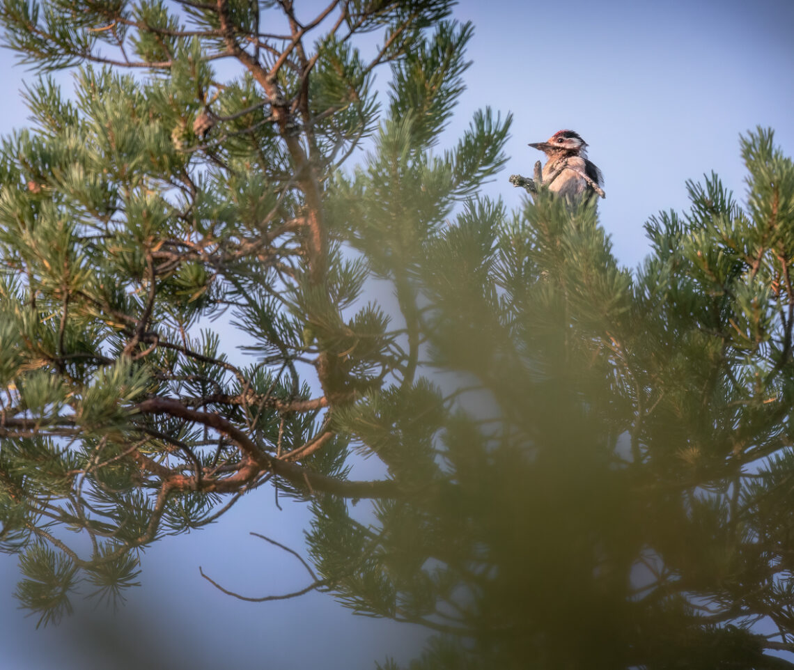 Le notti estive sono fresche a nord del circolo polare artico. I primi raggi di Sole sono una benedizione. Picchio rosso maggiore (Dendrocopos major). Oulanka National Park, Finlandia.