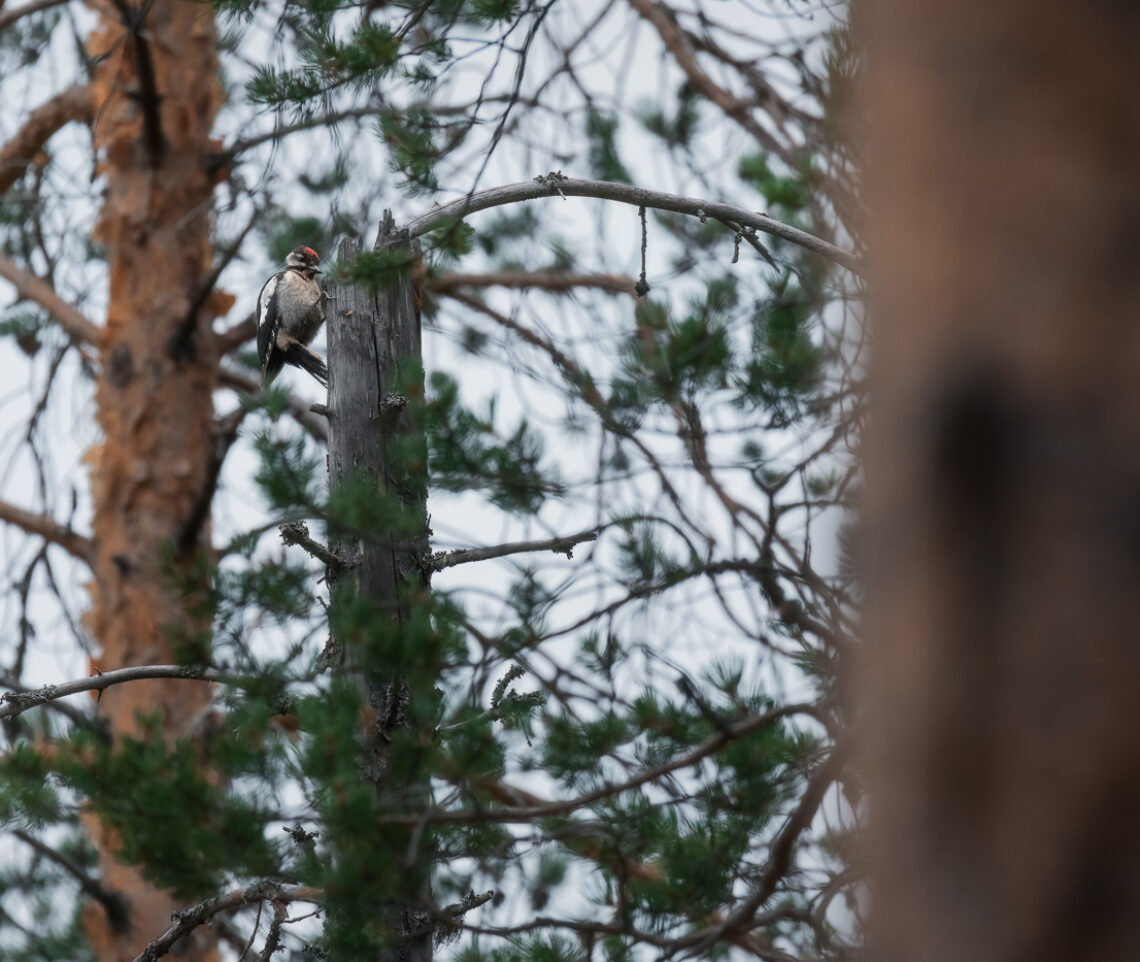 Giovane picchio rosso maggiore (Dendrocopos major) impara a darsi da fare per cercare il cibo. Foresta boreale, Finlandia.