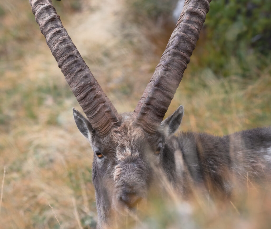 Lo sguardo dello stambecco (Capra ibex). Alpi Giulie, Italia.