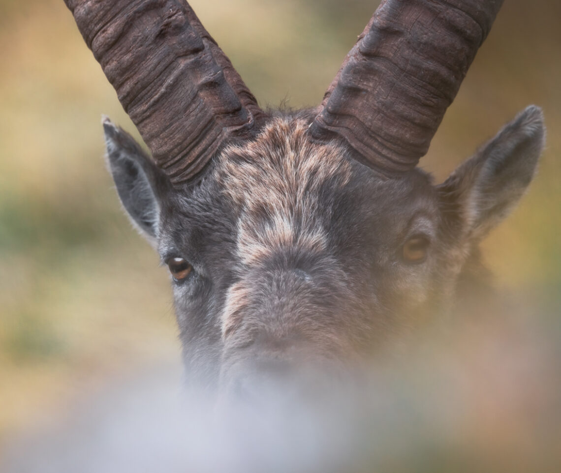 Questi occhi vissuti sono pronti per un nuovo, gelido, inverno alpino. Stambecco alpino (Capra ibex). Alpi Giulie, Italia.