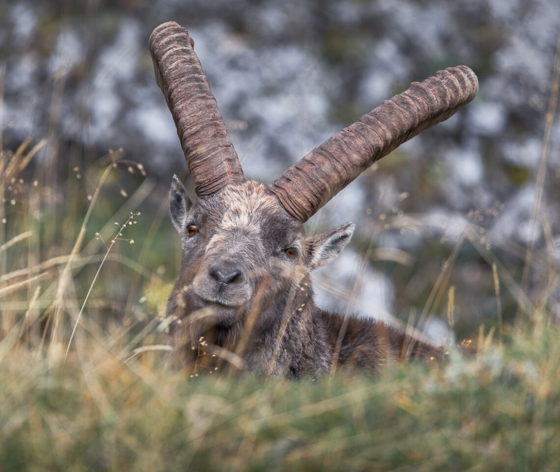 Stambecco alpino maschio (Capra ibex) controlla i miei movimenti. Alpi Giulie, Italia.