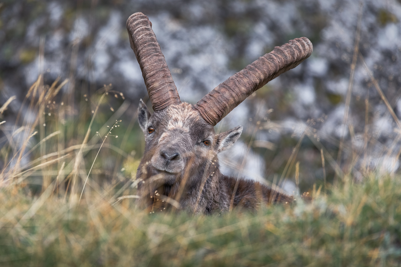 Stambecco alpino maschio (Capra ibex) controlla i miei movimenti. Alpi Giulie, Italia.