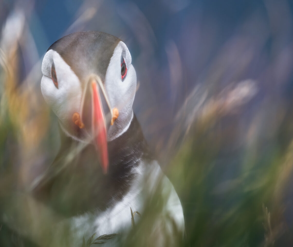 Non è un ritratto, è un’opera d’arte naturale. Pulcinella di mare (Fratercula arctica). Vestfirðir, Islanda.