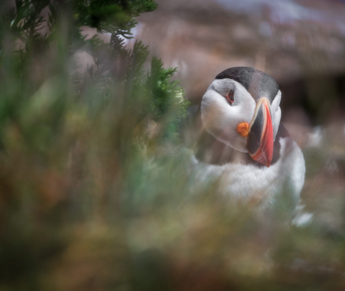 Pulcinella di mare (Fratercula arctica) fa capolino sulle ripide scogliere dei Vestfirðir, Islanda.