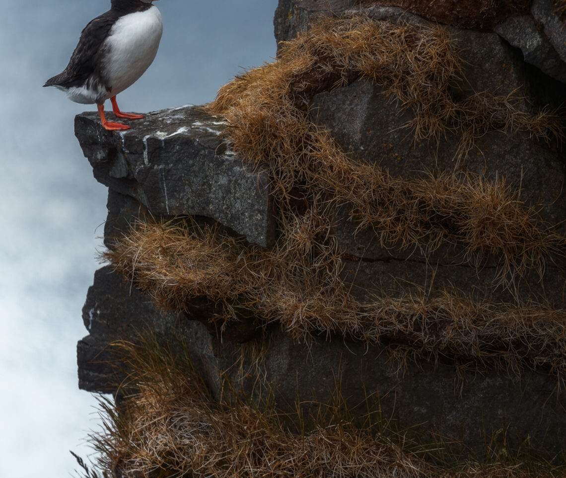 Da quassù, sulla cima di scogliere a oltre 100 metri di altezza, l’Oceano Artico brilla sullo sfondo. Pulcinella di mare (Fratercula arctica). Vestfirðir, Islanda.