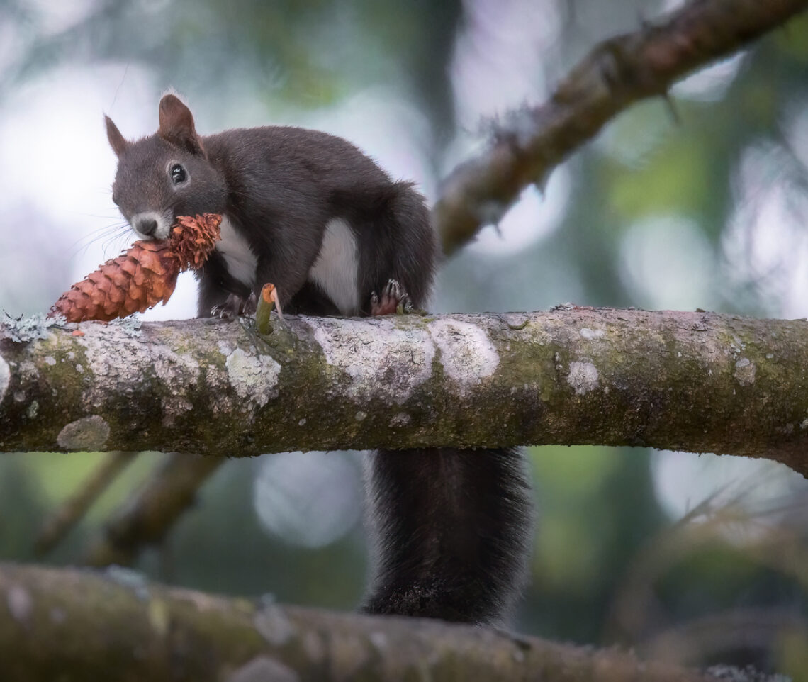 Uno scoiattolo comune (Sciurus vulgaris) non ci pensa proprio a lasciare il suo pasto. Alpi Giulie, Italia.