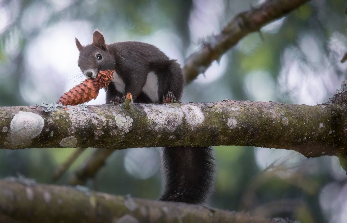 Uno scoiattolo comune (Sciurus vulgaris) non ci pensa proprio a lasciare il suo pasto. Alpi Giulie, Italia.