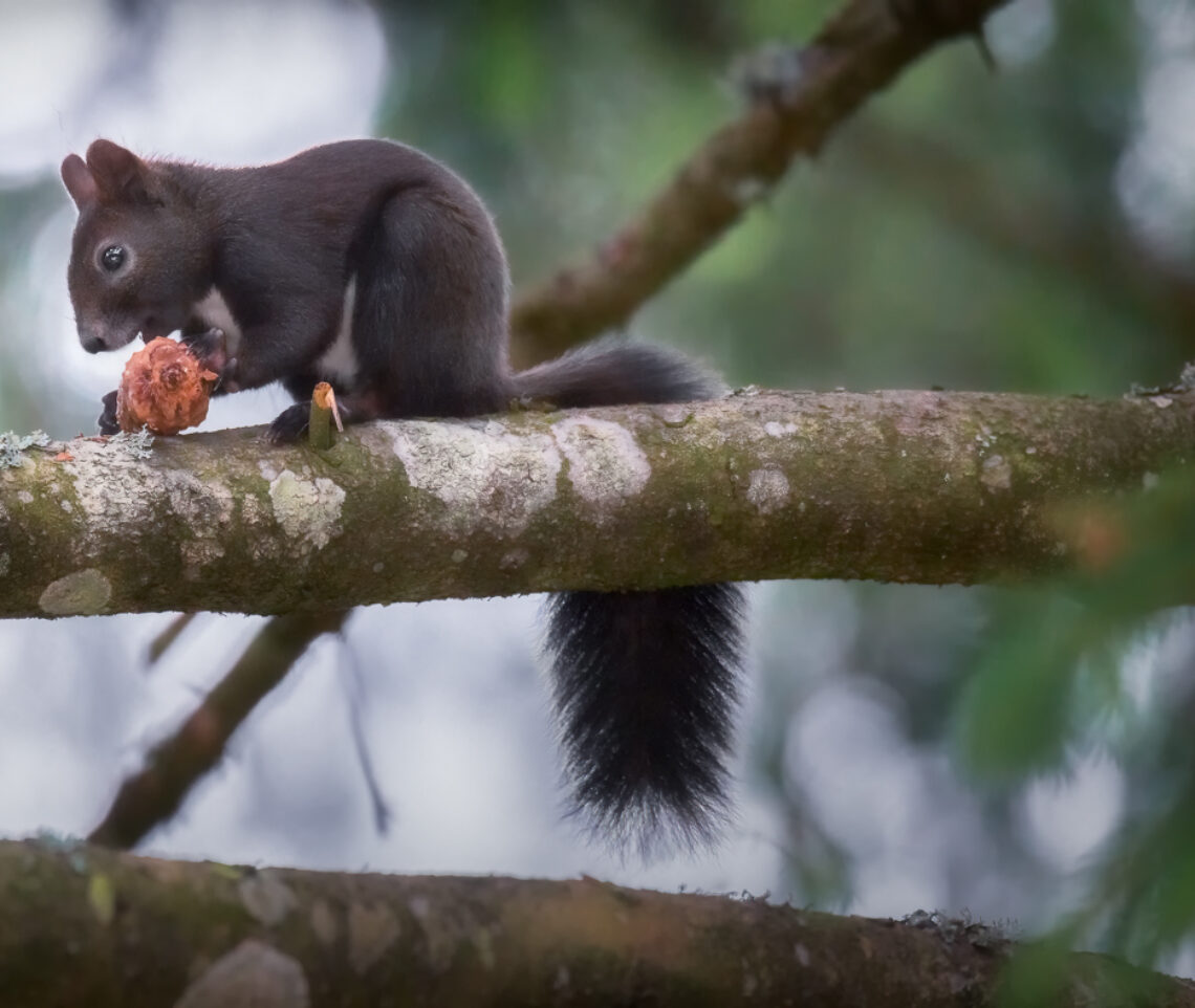 Scoiattolo comune (Sciurus vulgaris) molto concentrato nella sua pigna. Alpi Giulie, Italia.