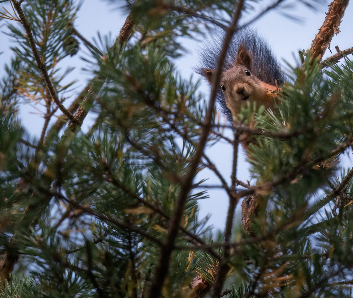 Uno scoiattolo comune (Sciurus vulgaris) mi osserva curioso, e al sicuro, dalla cima del suo albero. Oulanka National Park, Finlandia.