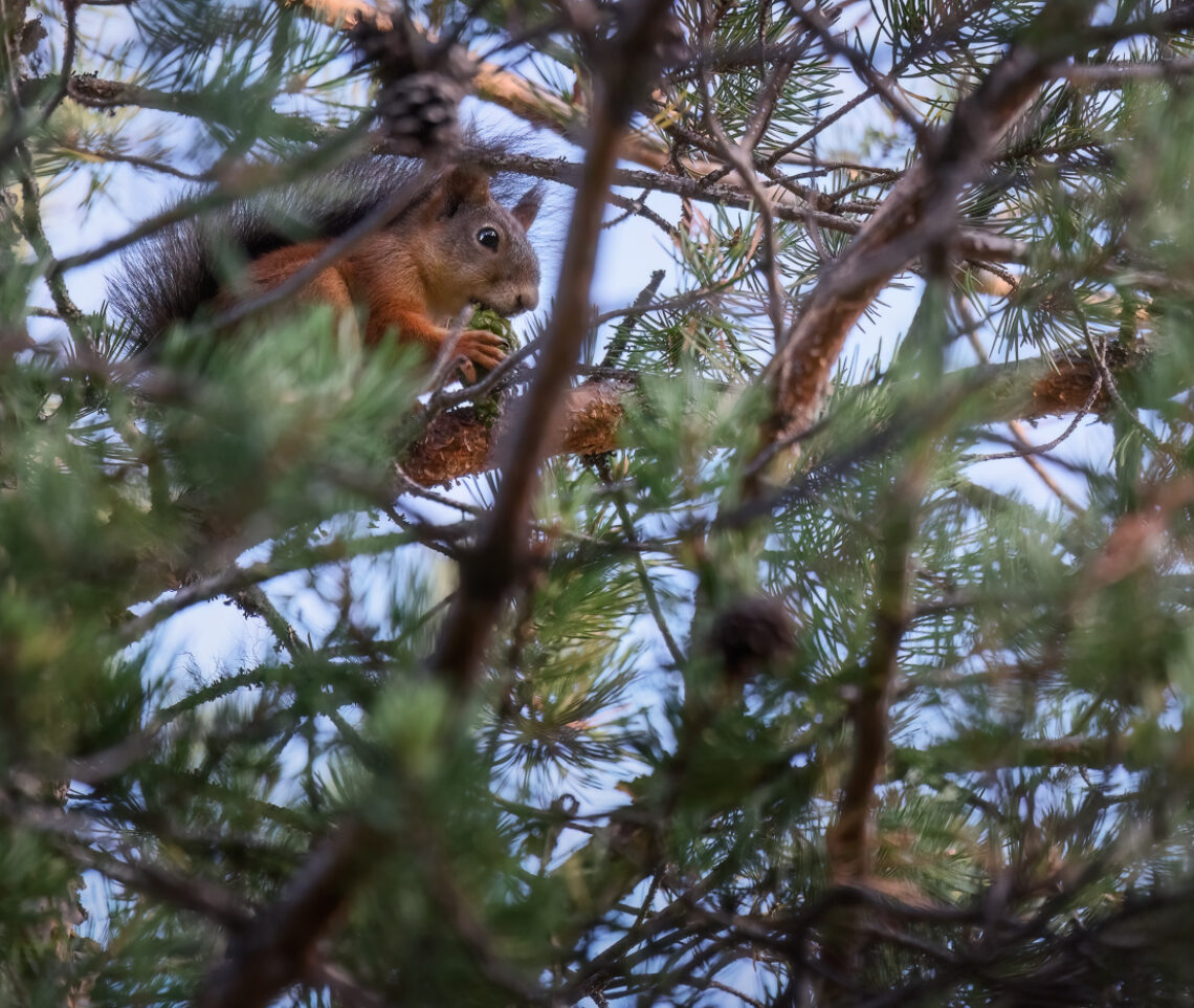 È l’alba, tempo di colazione per lo scoiattolo comune (Sciurus vulgaris). Oulanka National Park, Finlandia.