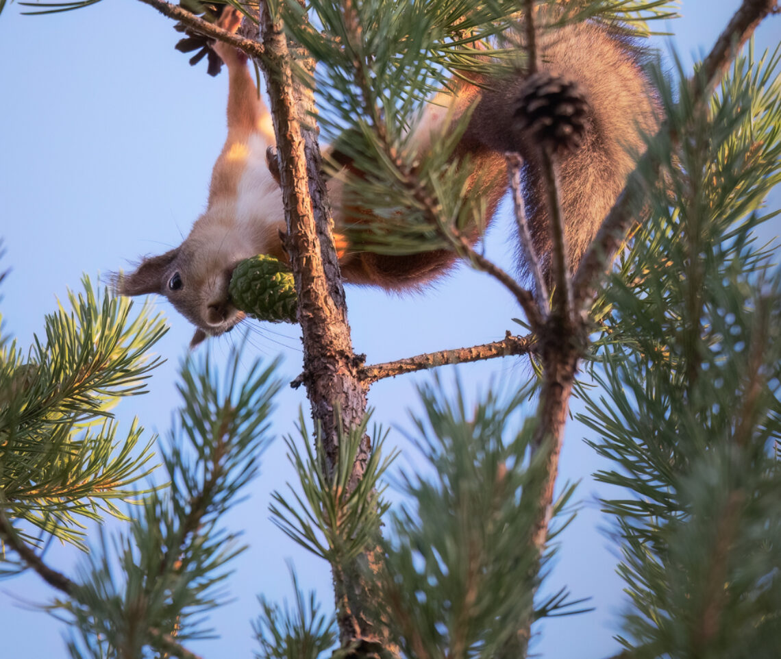 Le acrobazie dello scoiattolo comune (Sciurus vulgaris). Oulanka National Park, Finlandia.