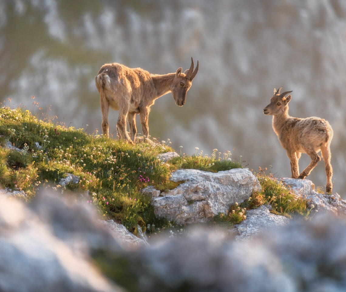 È l’alba sulle cime delle Alpi Giulie. Stambecchi alpini (Capra Ibex). Alpi Giulie, Italia.