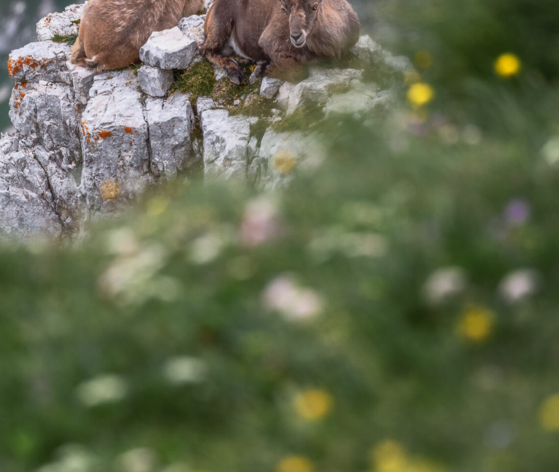 È il momento del riposo per gli stambecchi alpini (Capra Ibex). Alpi Giulie, Italia.