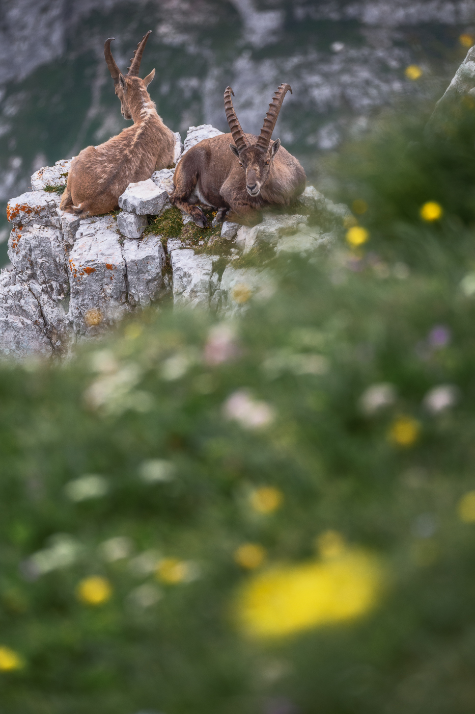 È il momento del riposo per gli stambecchi alpini (Capra Ibex). Alpi Giulie, Italia.