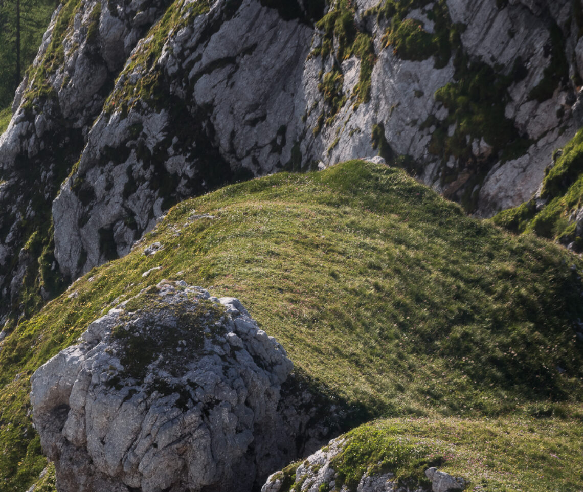 Stambecco maschio (Capra ibex) immerso nelle forme e nei colori del suo habitat naturale. Alpi Giulie, Italia.