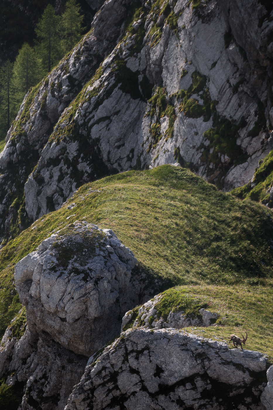 Stambecco maschio (Capra ibex) immerso nelle forme e nei colori del suo habitat naturale. Alpi Giulie, Italia.