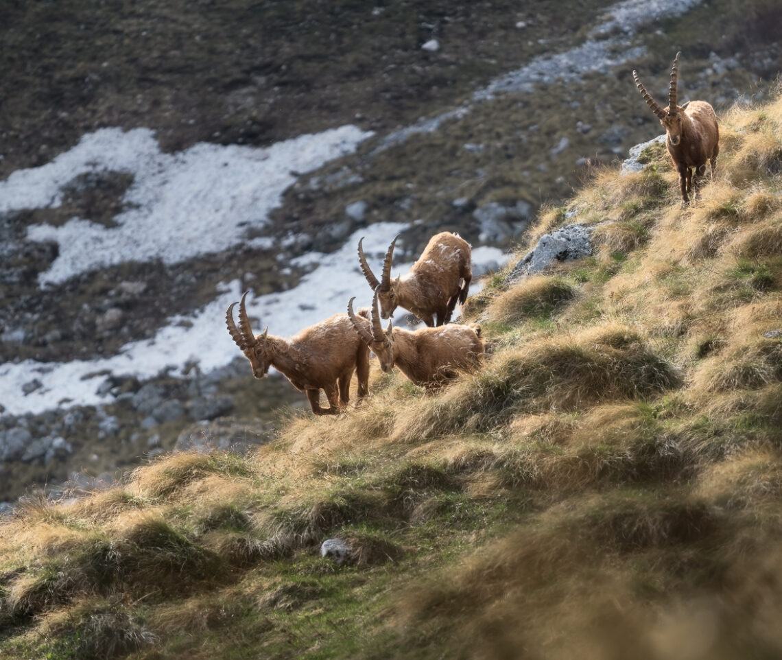 Un gruppo di stambecchi maschi (Capra Ibex) corre in discesa dai ripidi versanti erbosi delle Alpi Giulie, Italia.