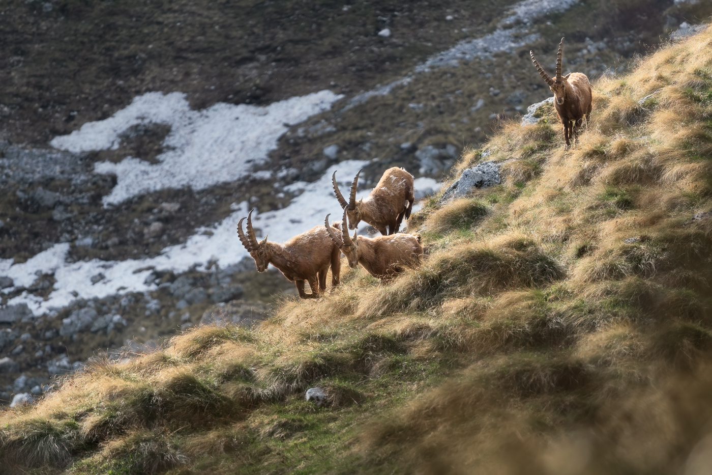 Un gruppo di stambecchi maschi (Capra Ibex) corre in discesa dai ripidi versanti erbosi delle Alpi Giulie, Italia.
