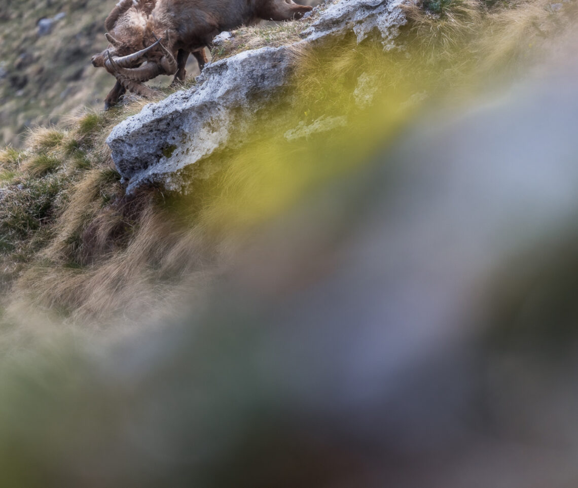 I duelli fra stambecchi maschi (Capra ibex) possono diventare estremamente spettacolari. Alpi Giulie, Italia.