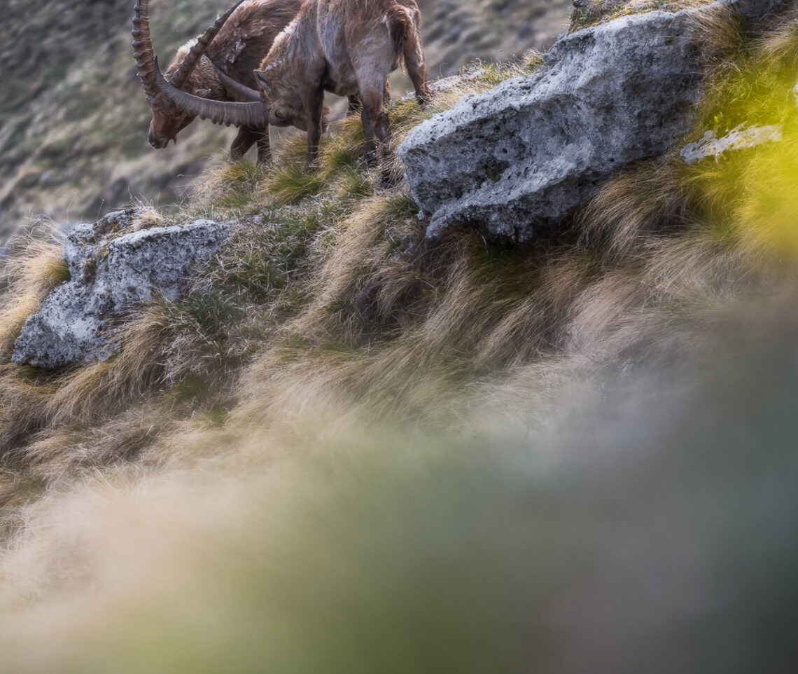 Mai abbassare la guardia. Stambecchi alpini in combattimento (Capra ibex). Alpi Giulie, Italia.