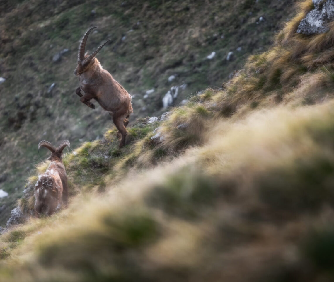 Prepararsi all’impatto. Scontro fra stambecchi alpini (Capra ibex). Alpi Giulie, Italia.