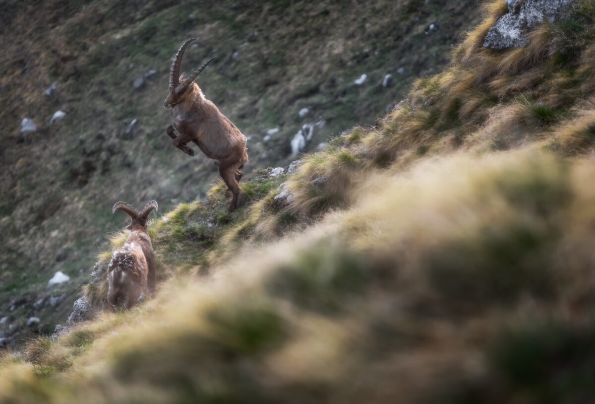 Prepararsi all’impatto. Scontro fra stambecchi alpini (Capra ibex). Alpi Giulie, Italia.