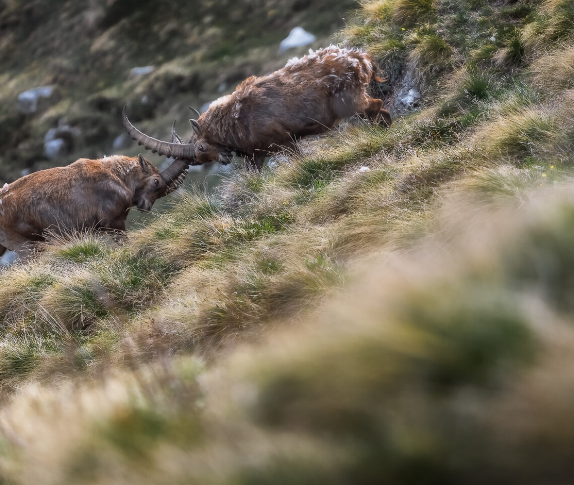 Prove di forza spettacolari per stabilire la gerarchia fra due stambecchi maschi (Capra Ibex). Alpi Giulie, Italia.