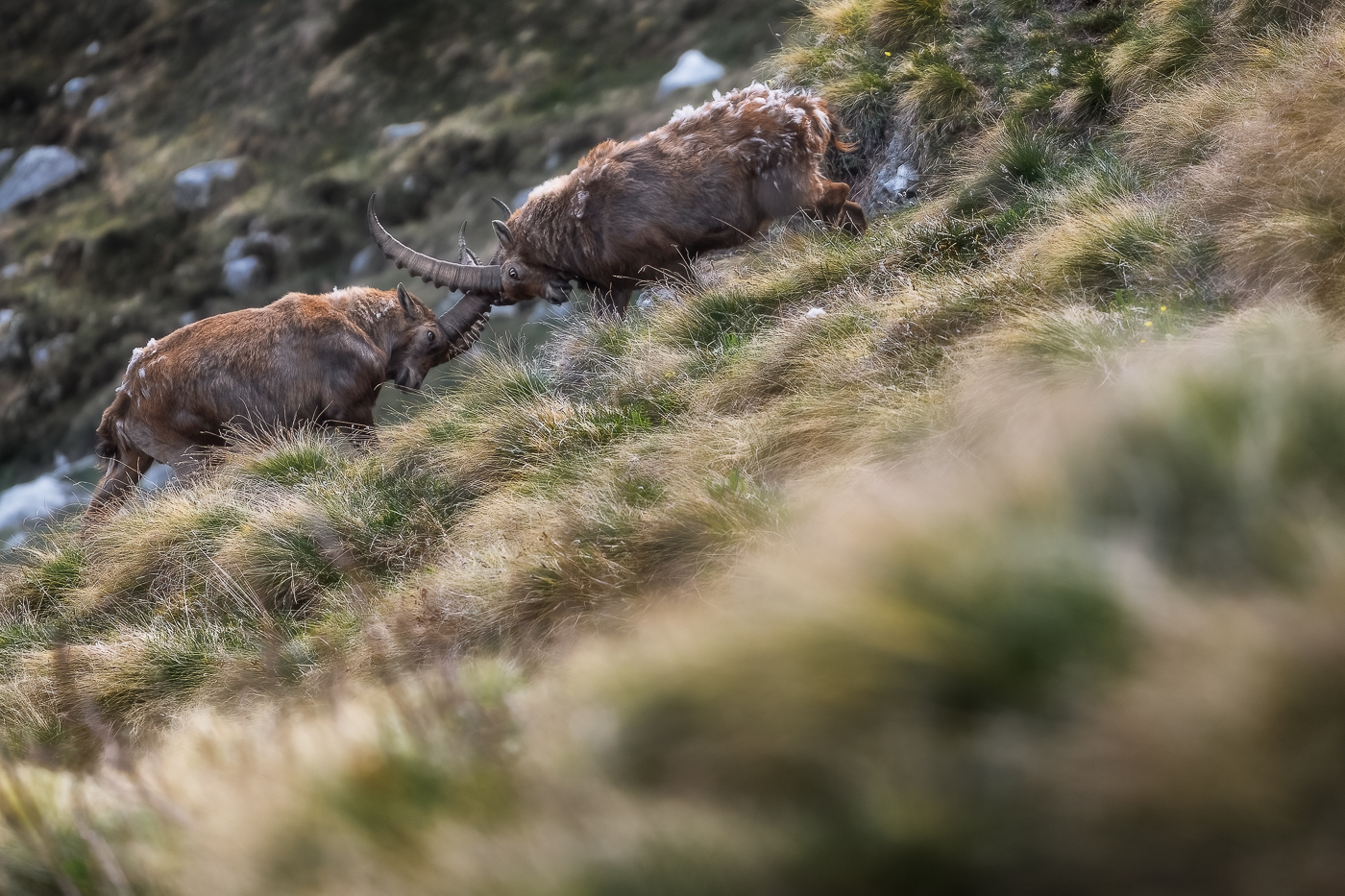 Prove di forza spettacolari per stabilire la gerarchia fra due stambecchi maschi (Capra Ibex). Alpi Giulie, Italia.