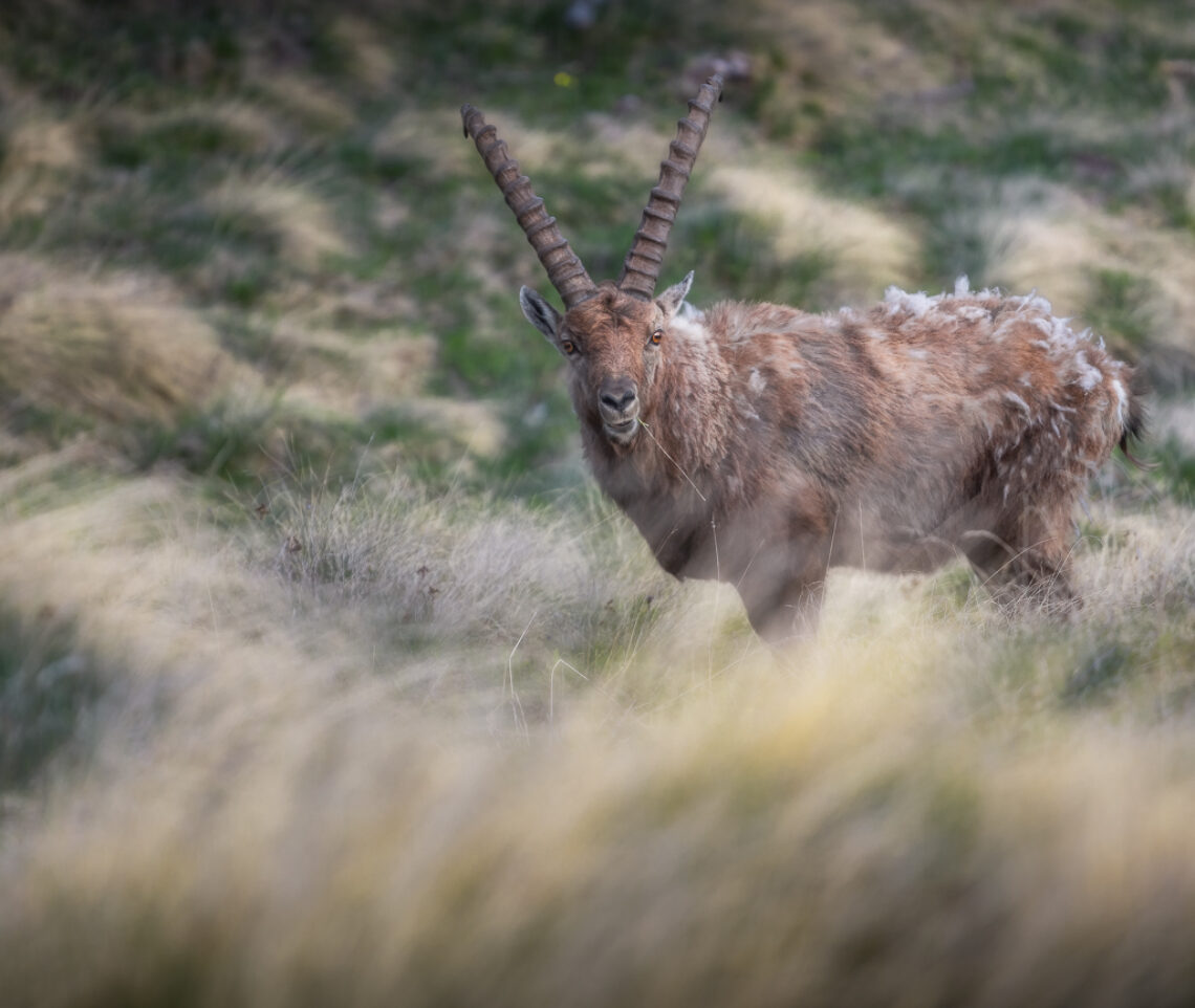 Scambio di sguardi: il mio momento preferito. Stambecco alpino (Capra ibex). Alpi Giulie, Italia.