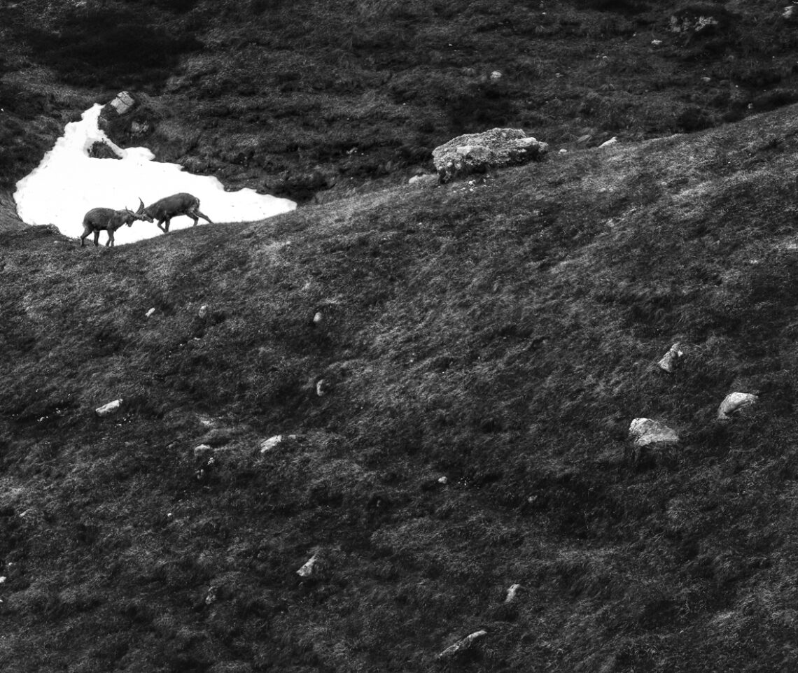 Giovani stambecchi (Capra ibex) si sfidano sul palcoscenico. Alpi Giulie, Italia.